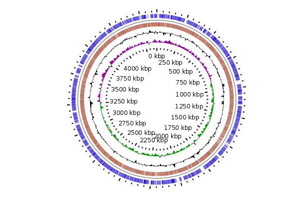 Odoribacter splanchnicus genome_